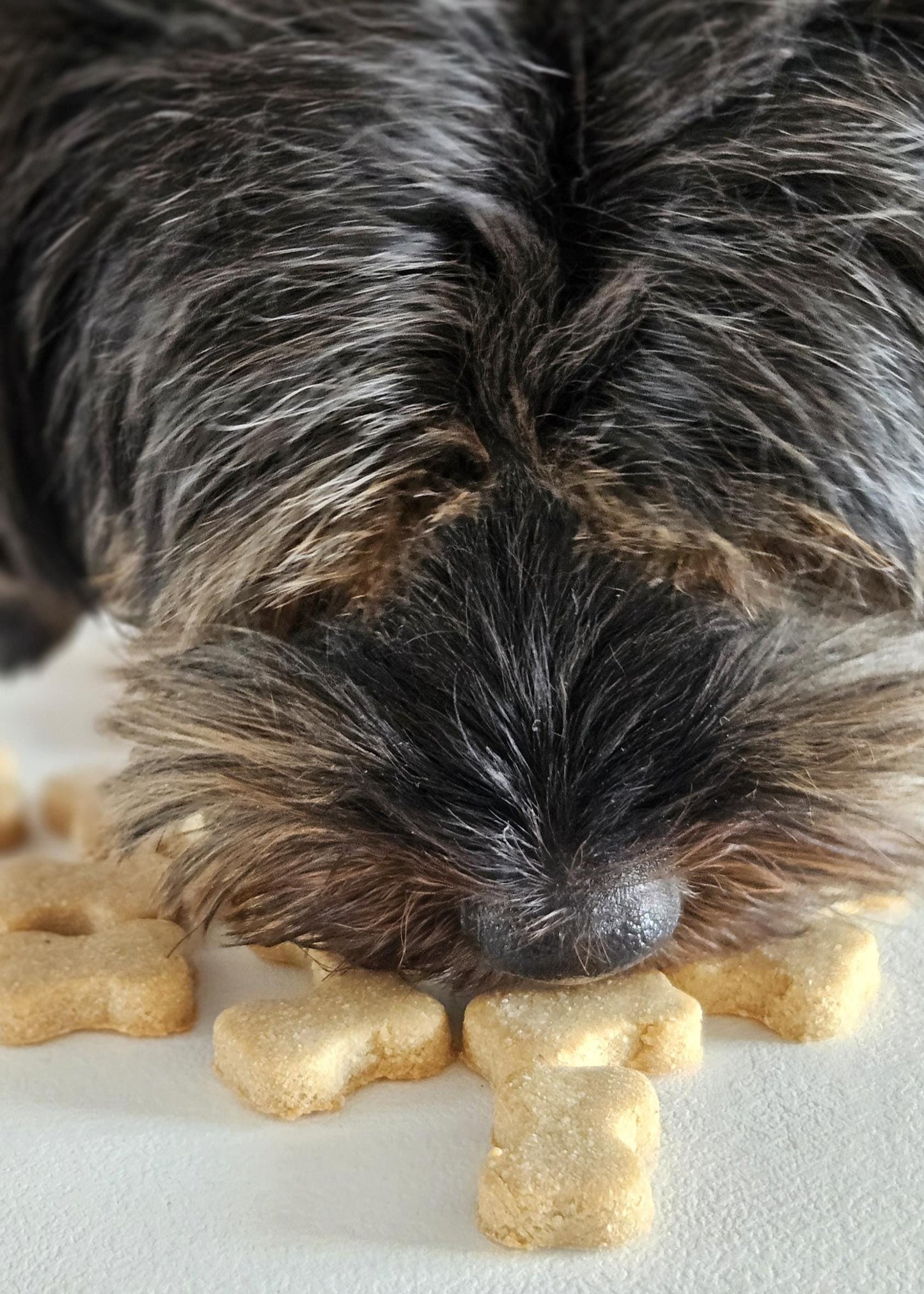 Bone‑Eatos cookie style dog treats – perfect for training or snacking