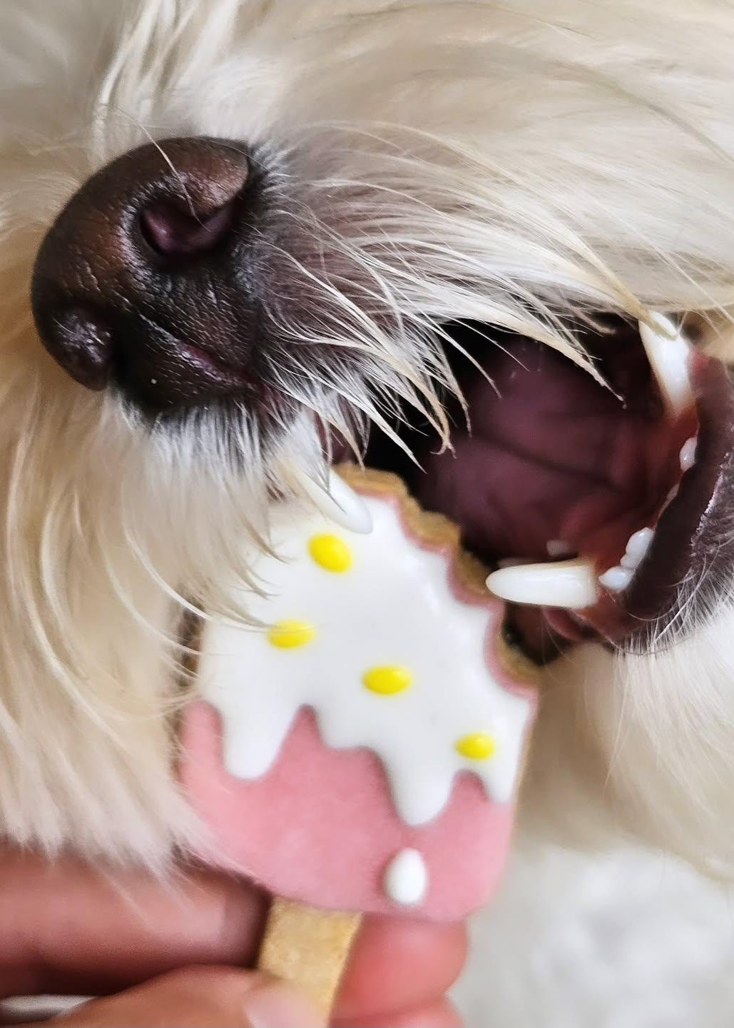 Dog Cookies (x8 or x12) - Summer Collection