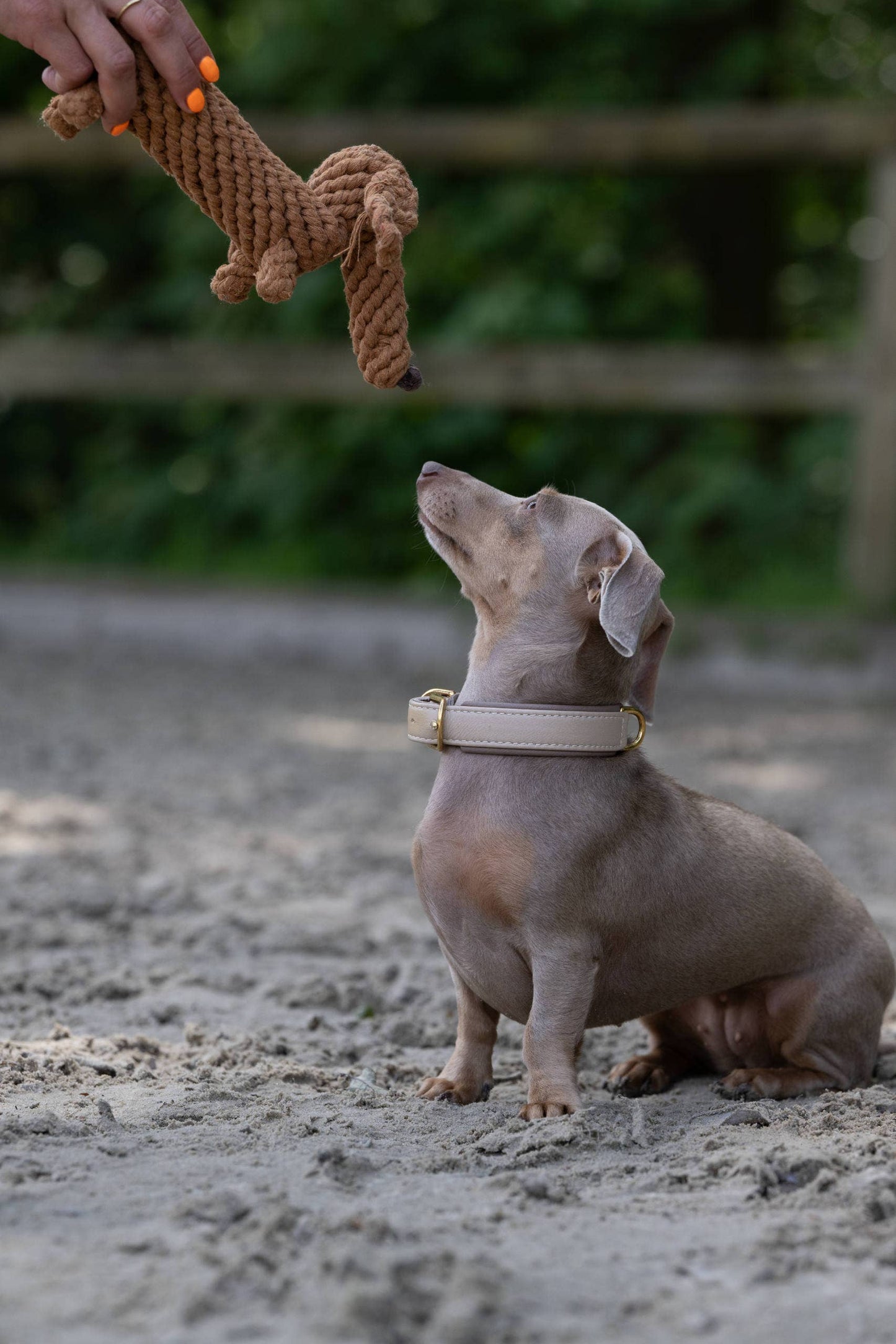 Diego the Dachshund - Award-Winning 100% Cotton Rope Toy