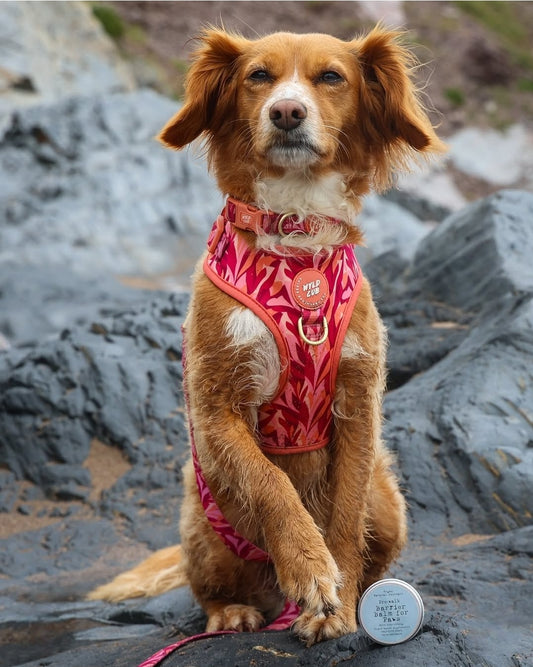 Winter Walkies Paw Protection Balm - Natural | Vegan | Eco-Friendly