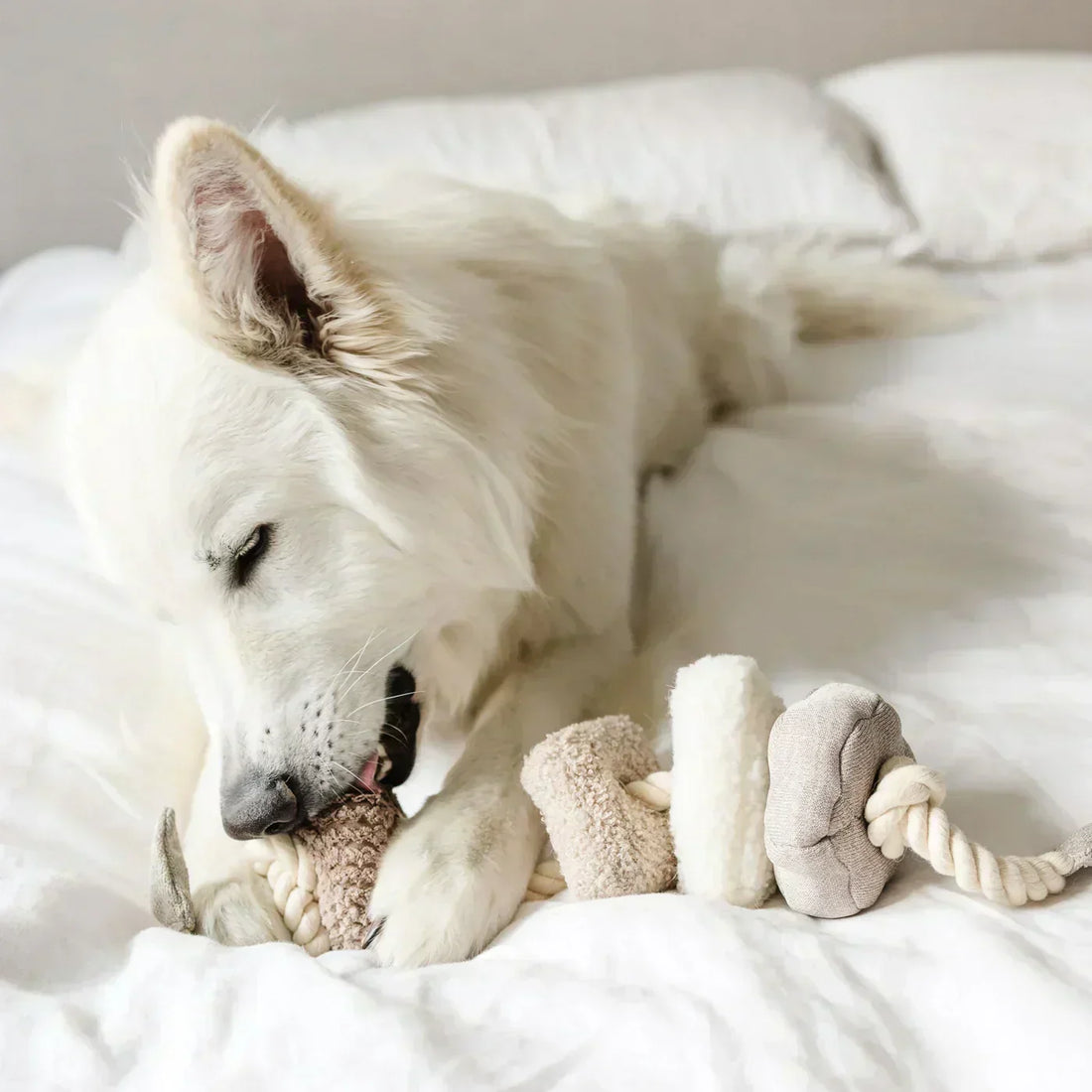 Mental Stimulation Toys for Dogs: Why Enrichment Matters