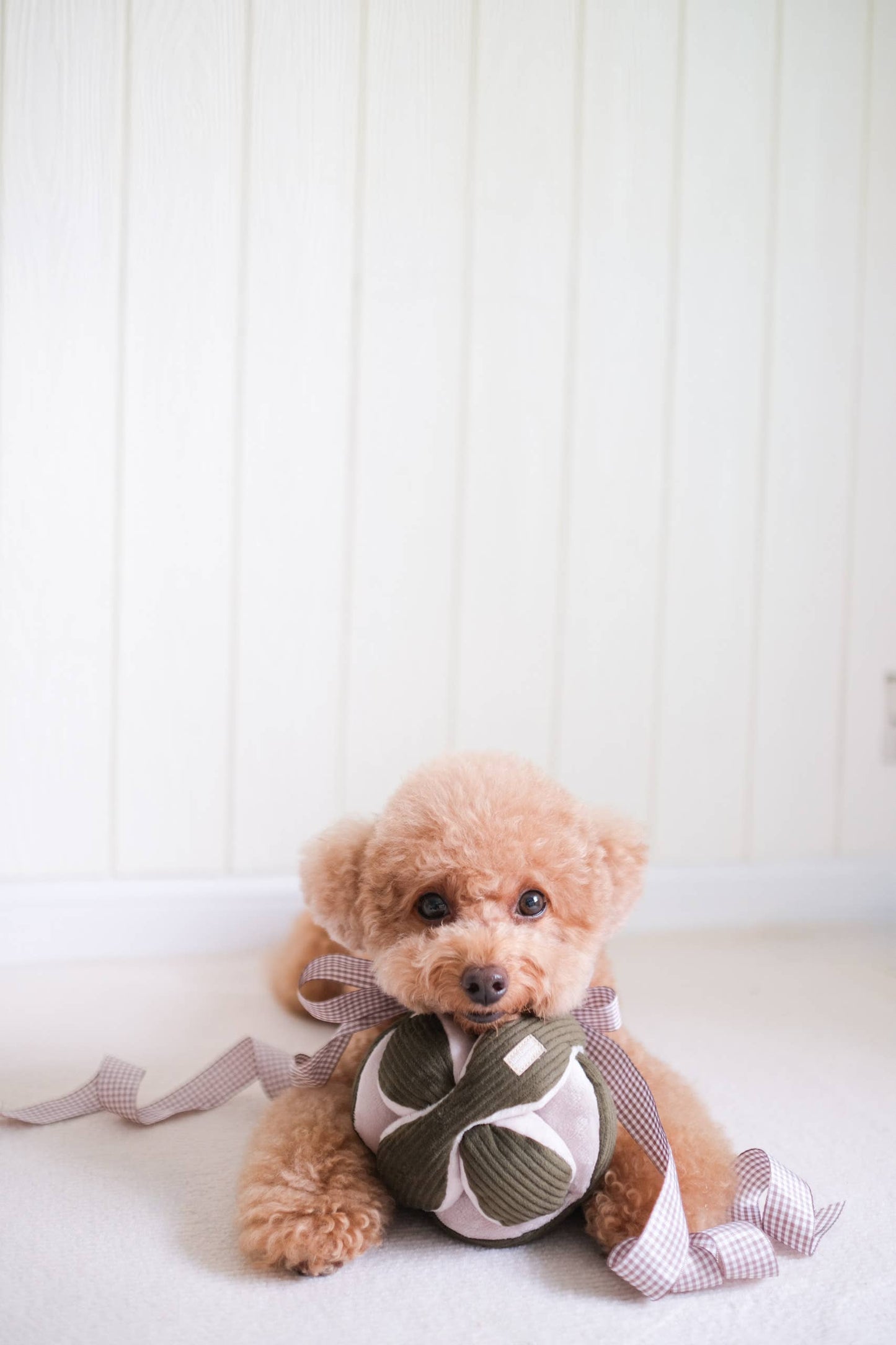 MONTI (12.7cm) - Crinkly & Squeaky Enrichment/Snuffle Ball