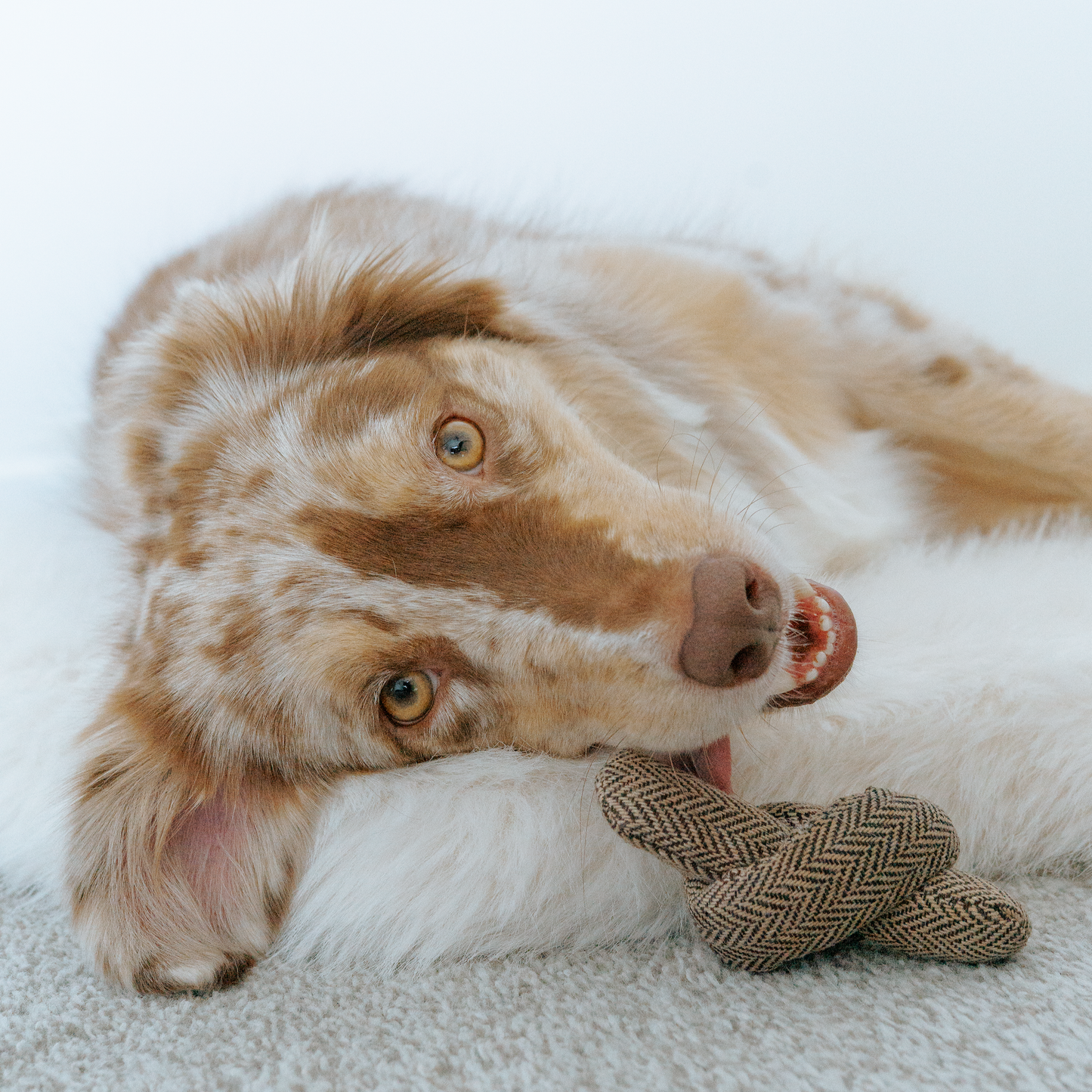 Birthday Cake - Snuffle/Enrichment 5-piece Toy
