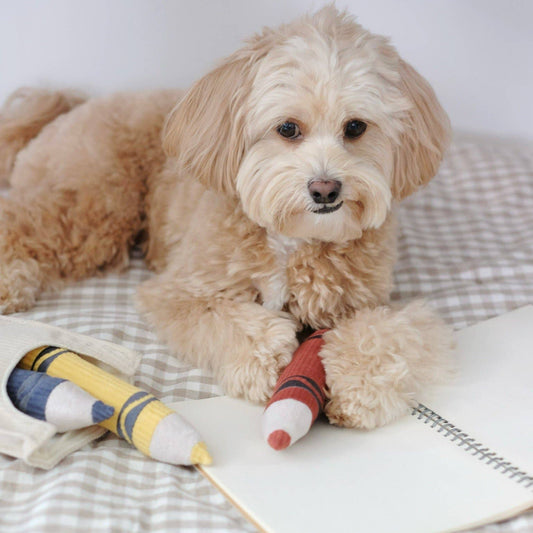 Crayons - Snuffle/Enrichment Toy