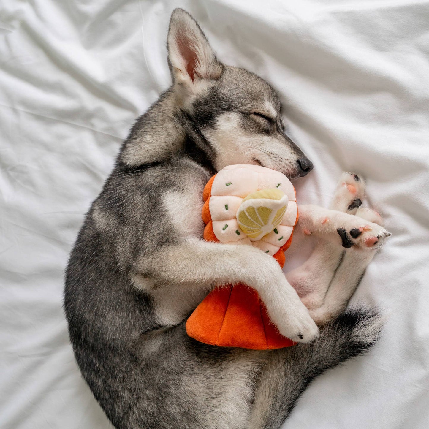 Grilled Lobster - Snuffle/Enrichment Toy