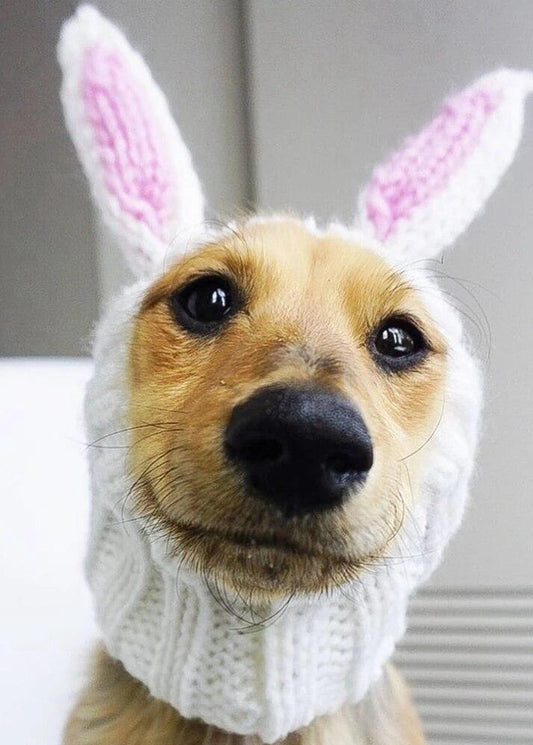 Dog Snood (Small) - Grey Bunny Ears