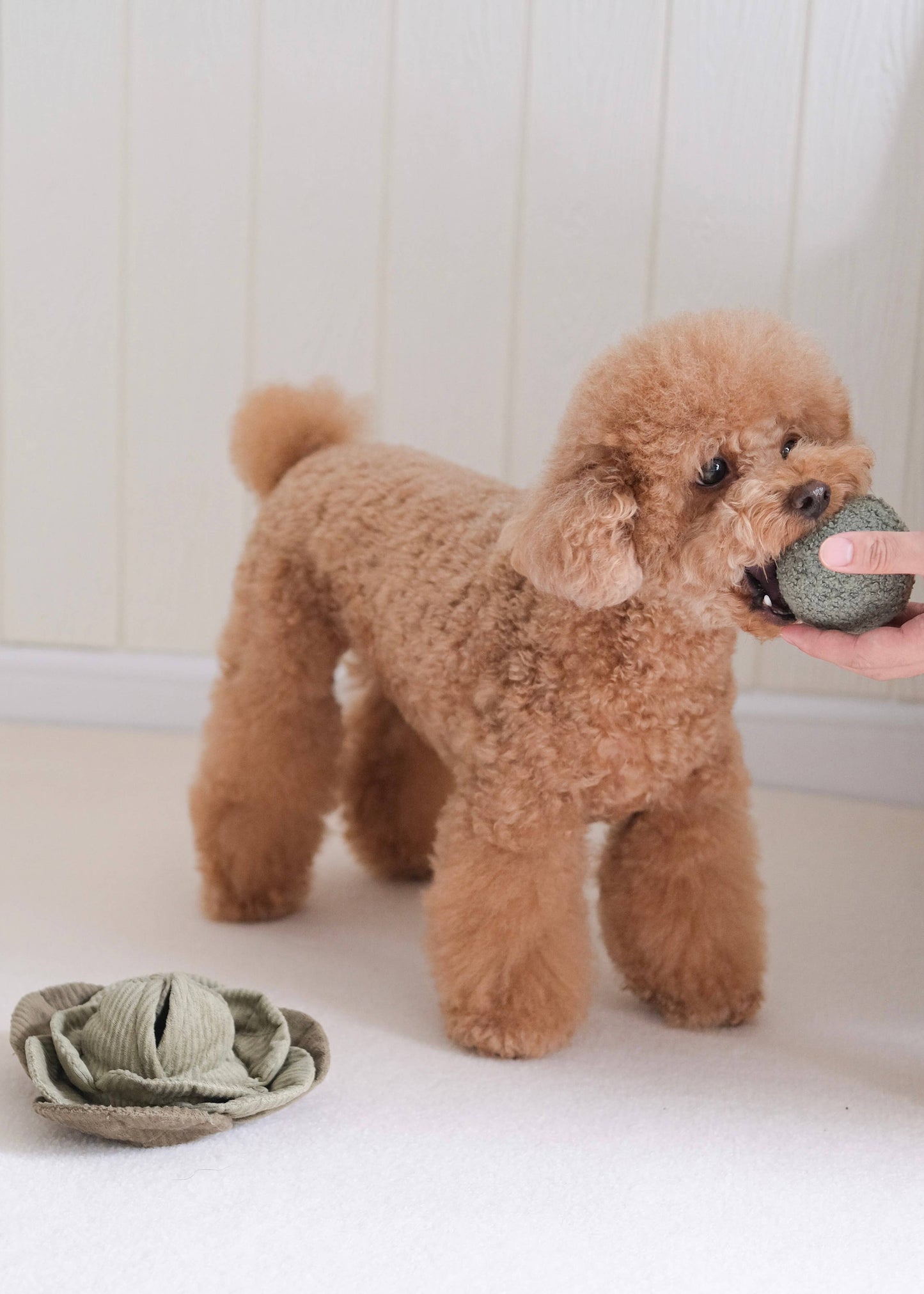 Small Cabbage - Snuffle/Enrichment (includes 1 ball)