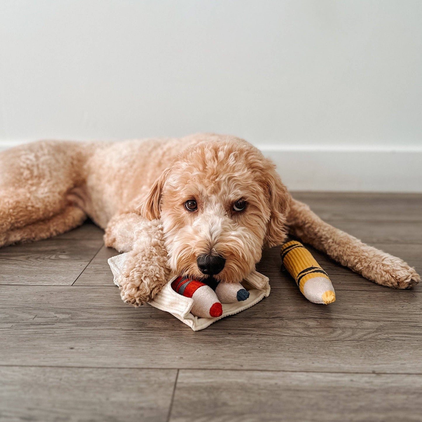 Crayons - Snuffle/Enrichment Toy