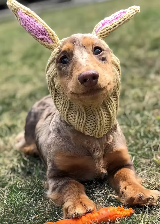 Dog Snood (Small) - Grey Bunny Ears
