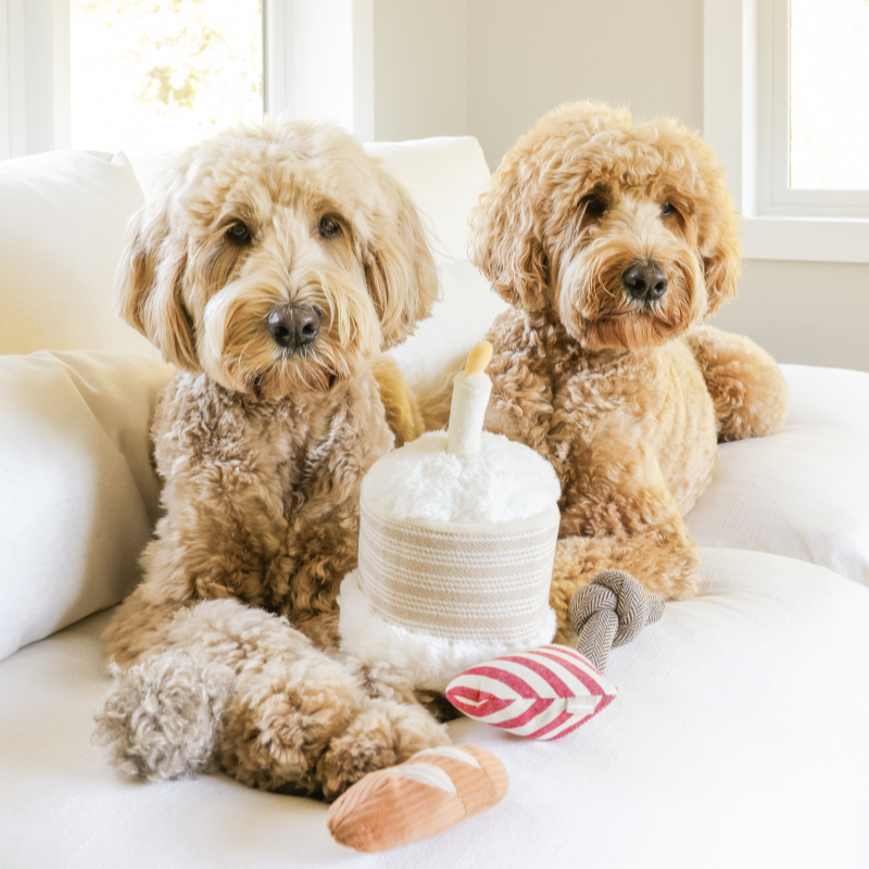 Birthday Cake - Snuffle/Enrichment 5-piece Toy