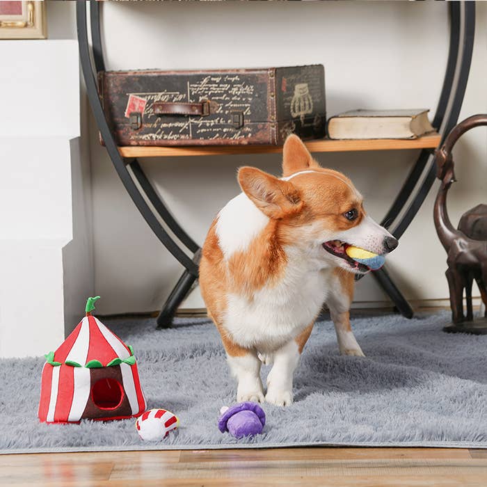 Circus - Interactive Toy