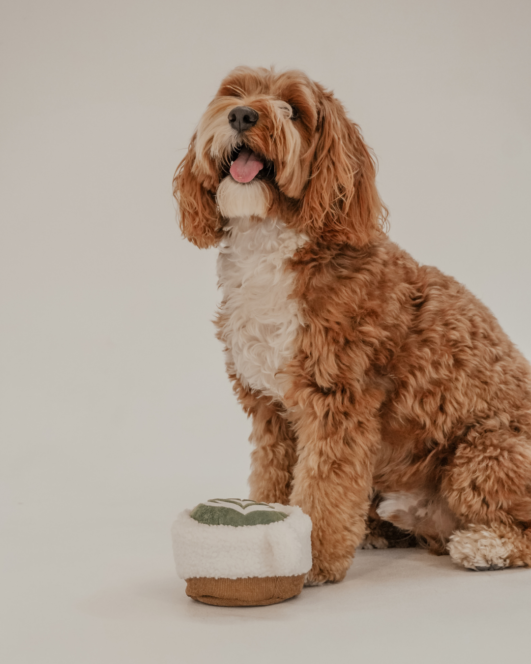 Matcha - Snuffle/Enrichment Toy