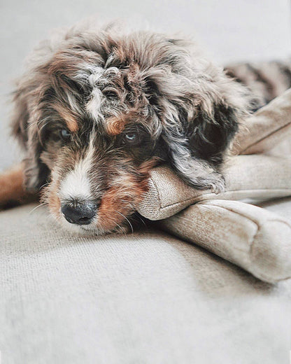 NOU Noodle - Versatile Toy - Bestseller!