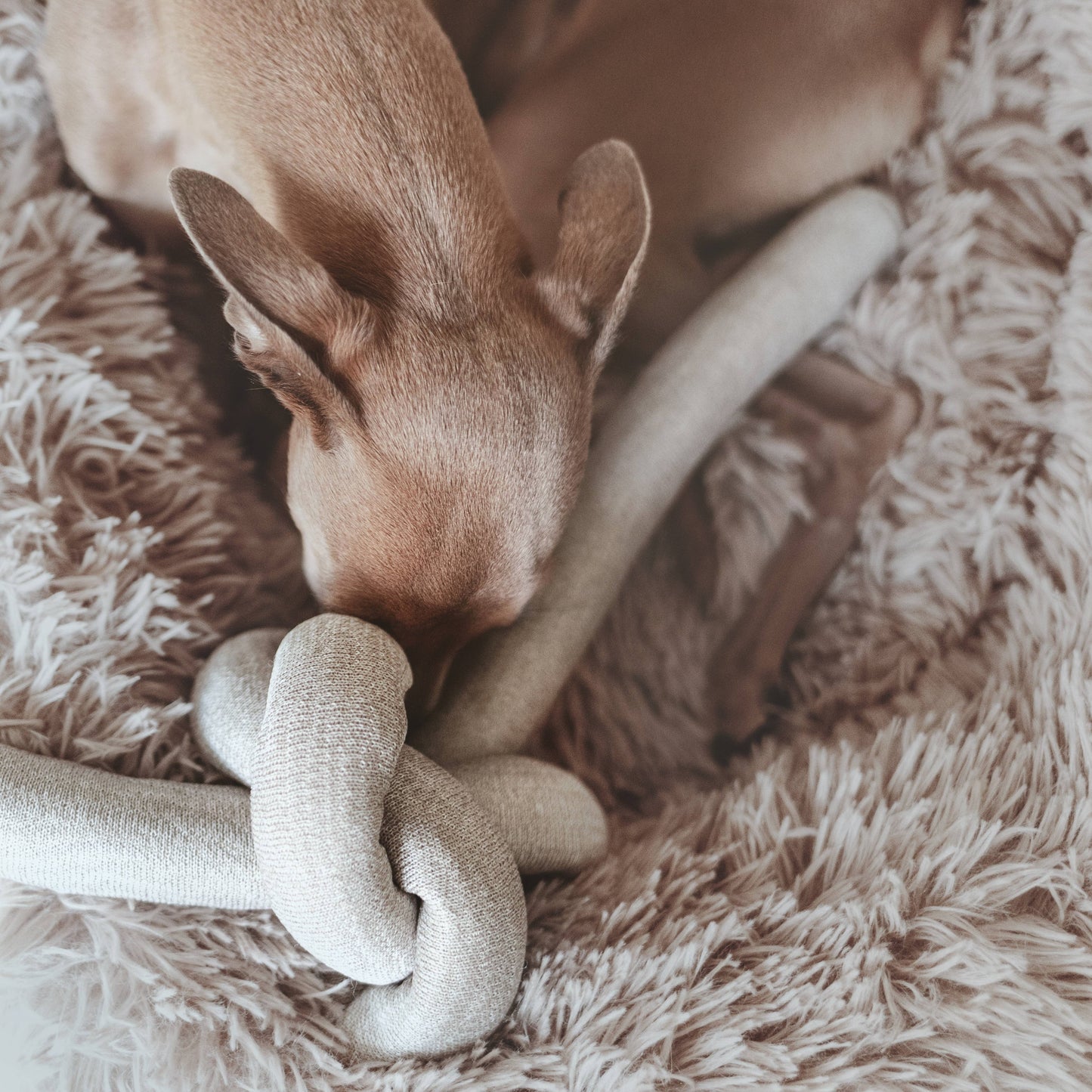 NOU Noodle - Versatile Toy - Bestseller!