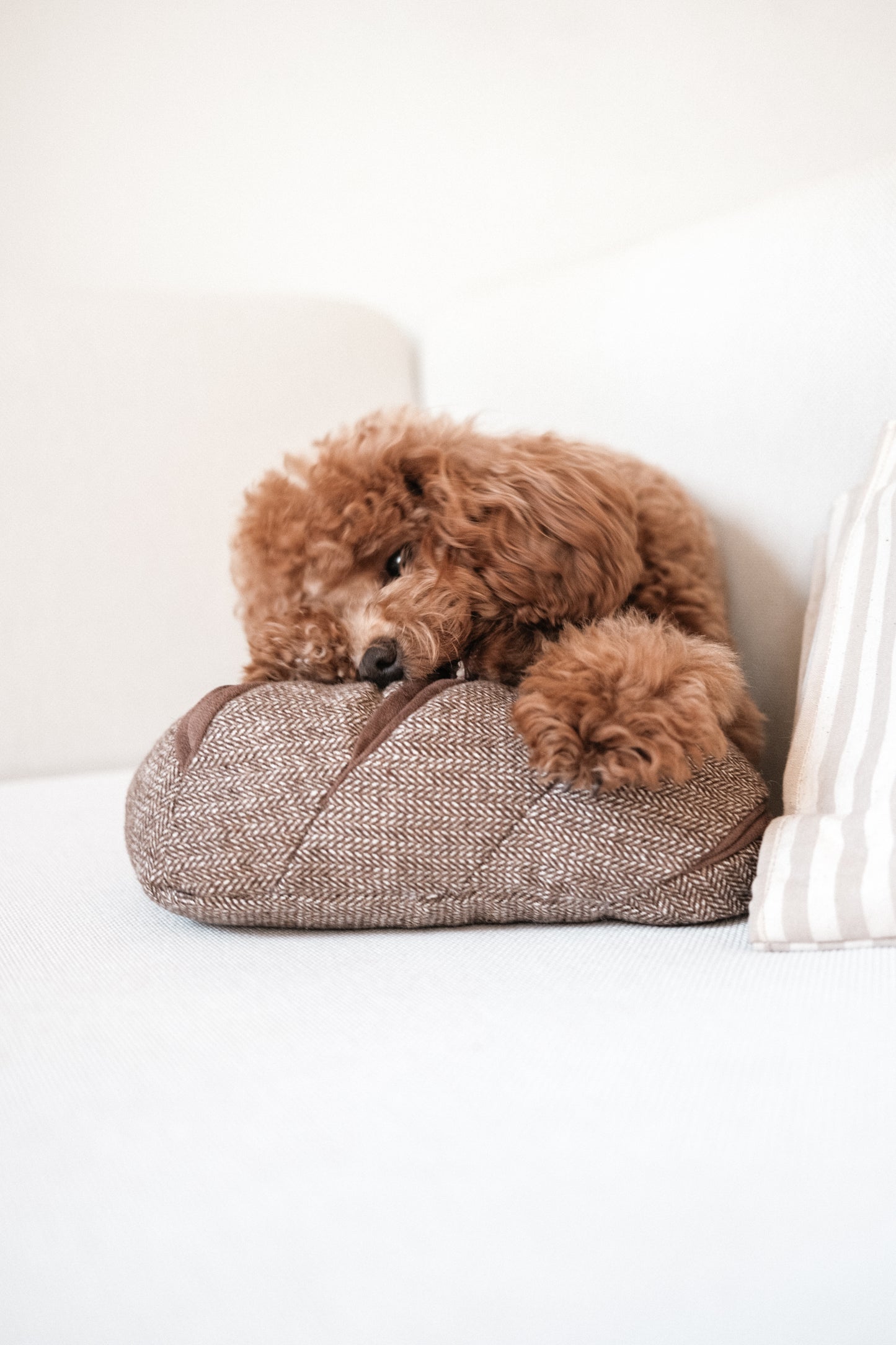 Rye Bread - Enrichment/Snuffle Toy