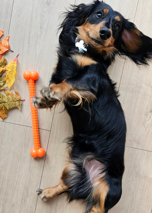 Bone Wand - Chew Toy