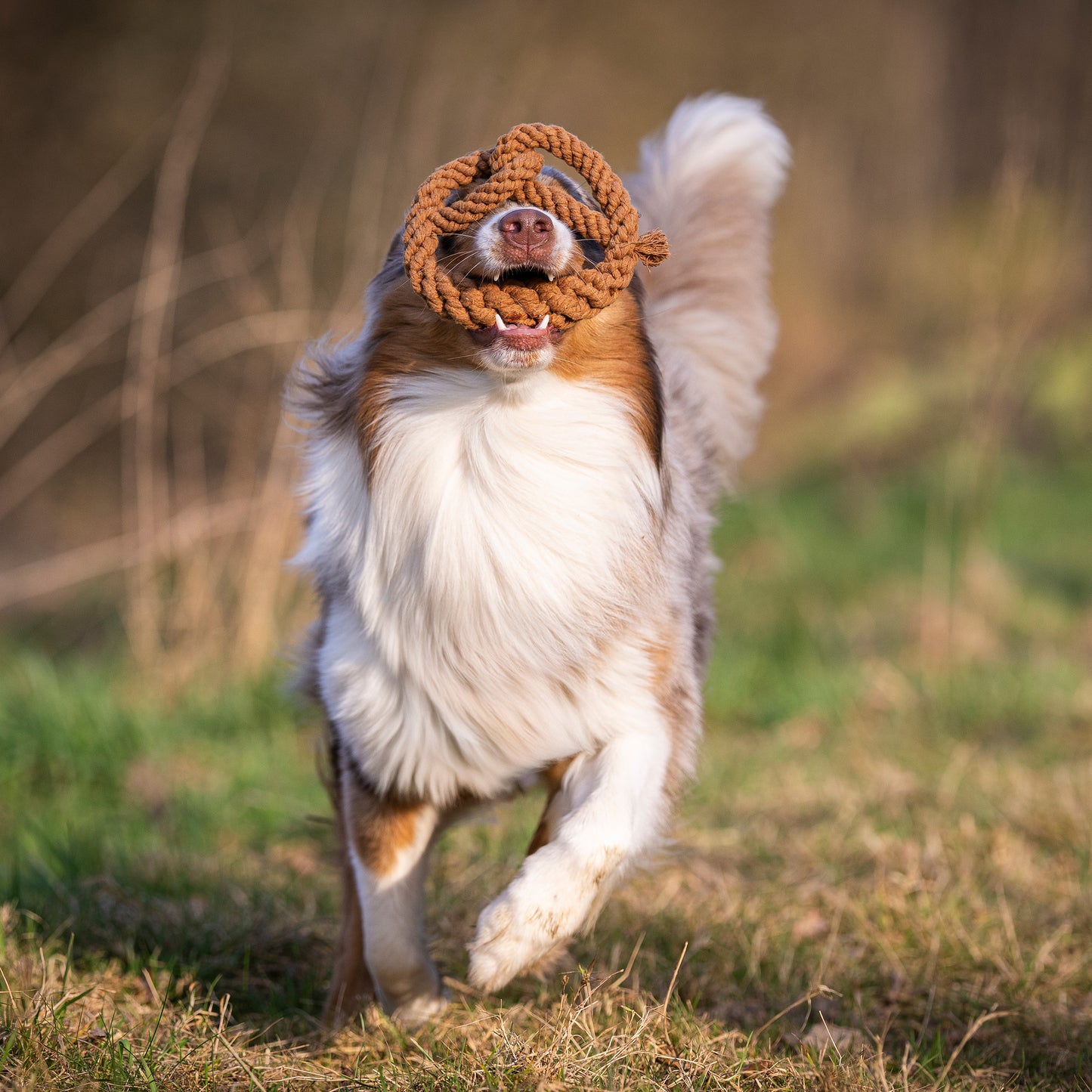 Pretzel - Award-Winning 100% Cotton Rope Dental Toy