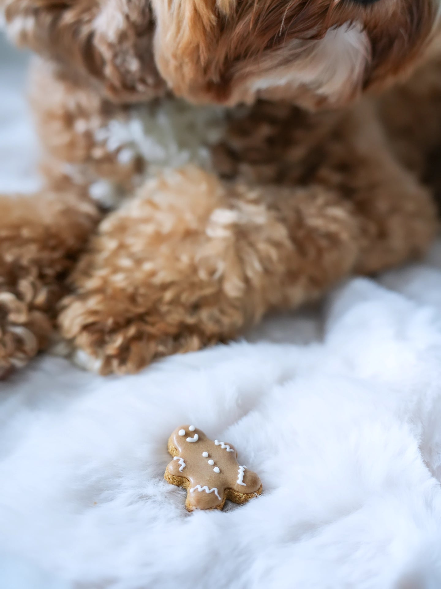 Mini Gingerbread Man - Dog Treats (65g) | (Jar Not Included)