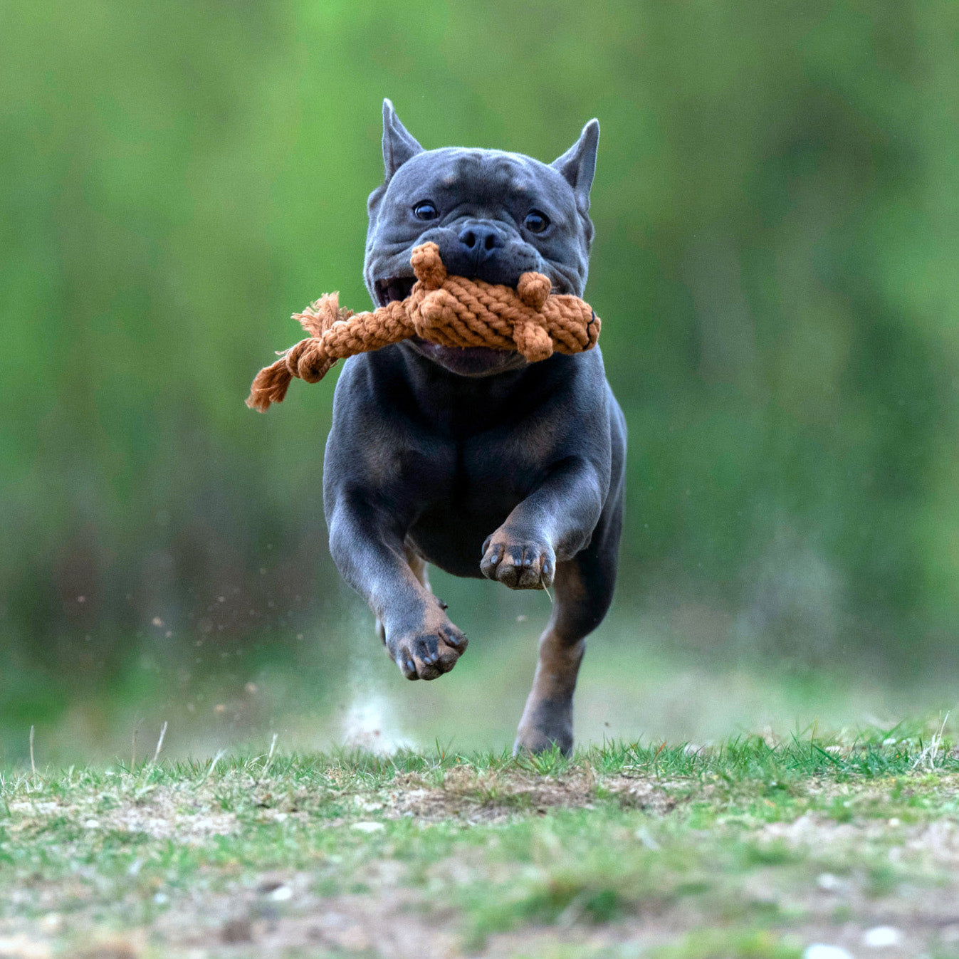 Stan the Squirrel - Award-Winning 100% Cotton Rope Toy