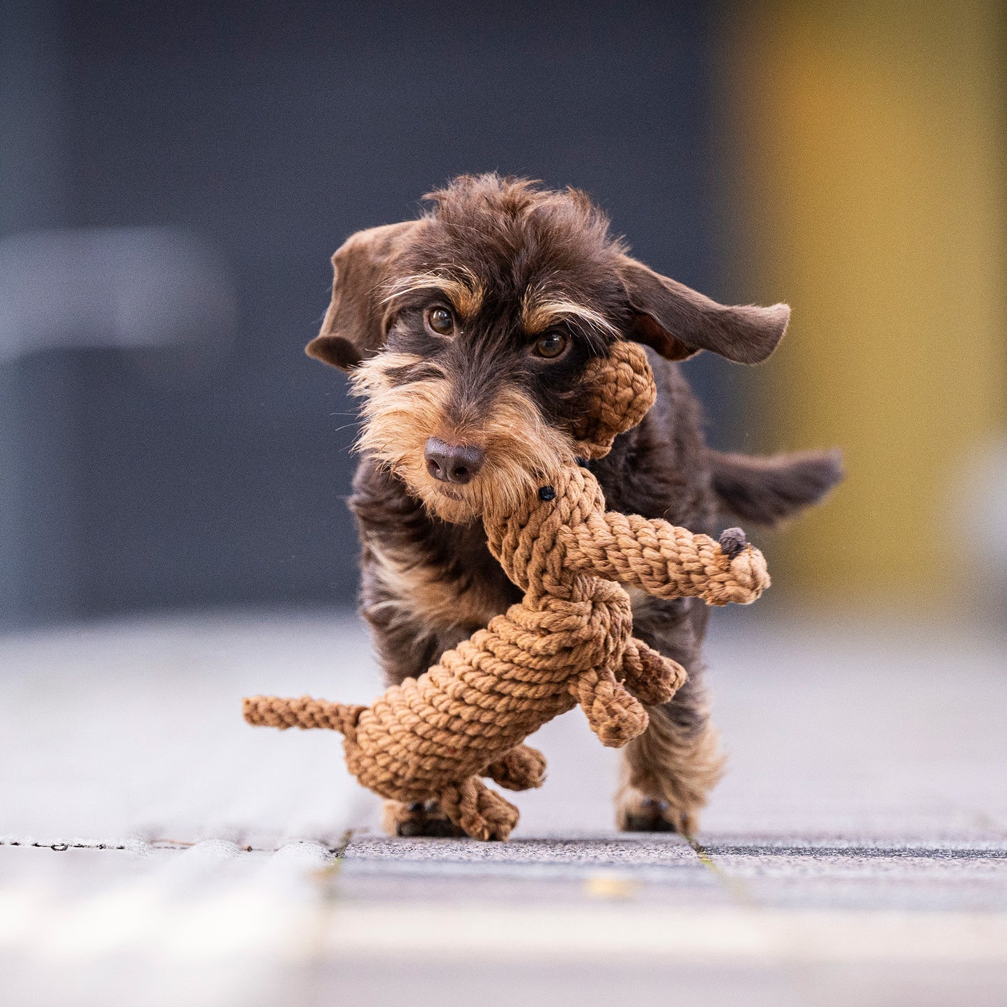 Diego the Dachshund - Award-Winning 100% Cotton Rope Dental Toy