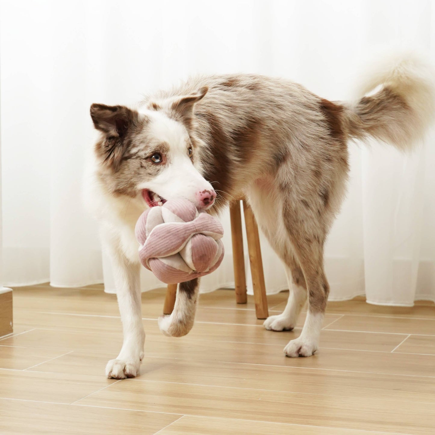 MONTI (12.7cm) - Crinkly & Squeaky Enrichment/Snuffle Ball