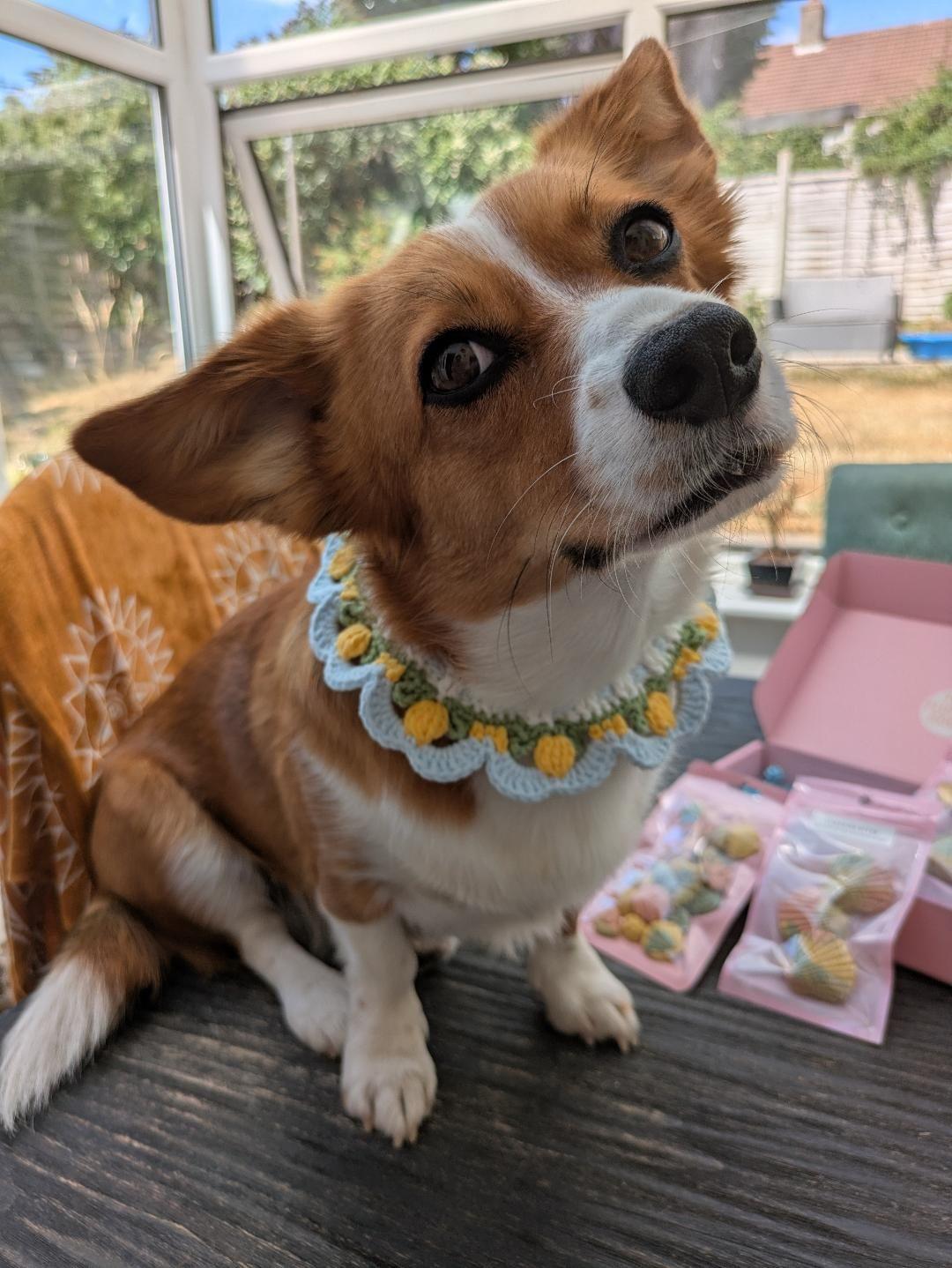 Sicilian Lemons - Crochet Dog Necklace (Size S or M)