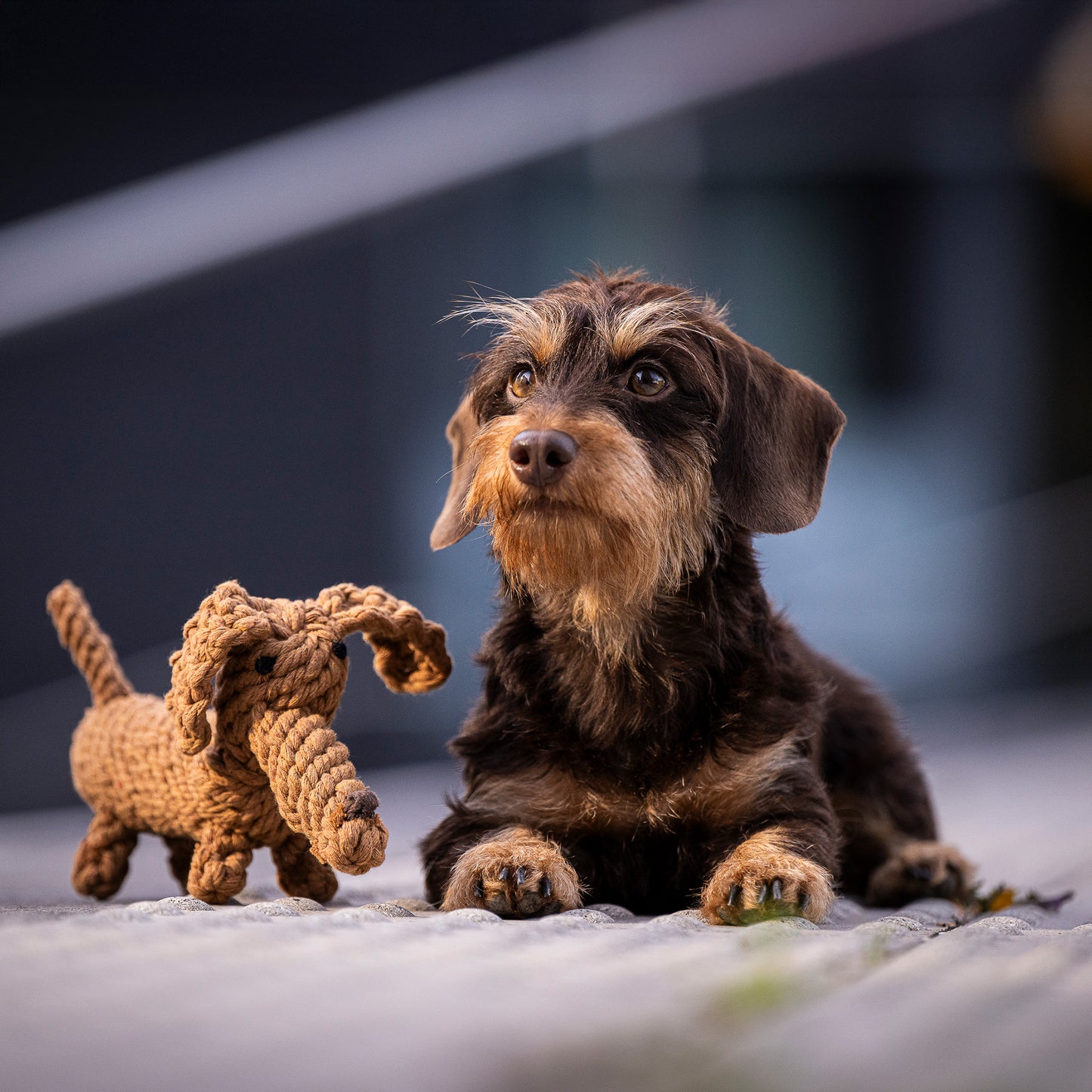 Diego the Dachshund - Award-Winning 100% Cotton Rope Dental Toy