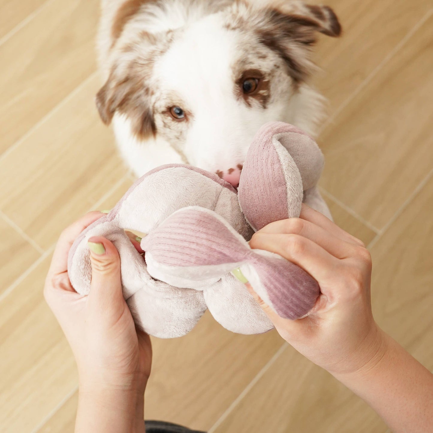 MONTI (12.7cm) - Crinkly & Squeaky Enrichment/Snuffle Ball