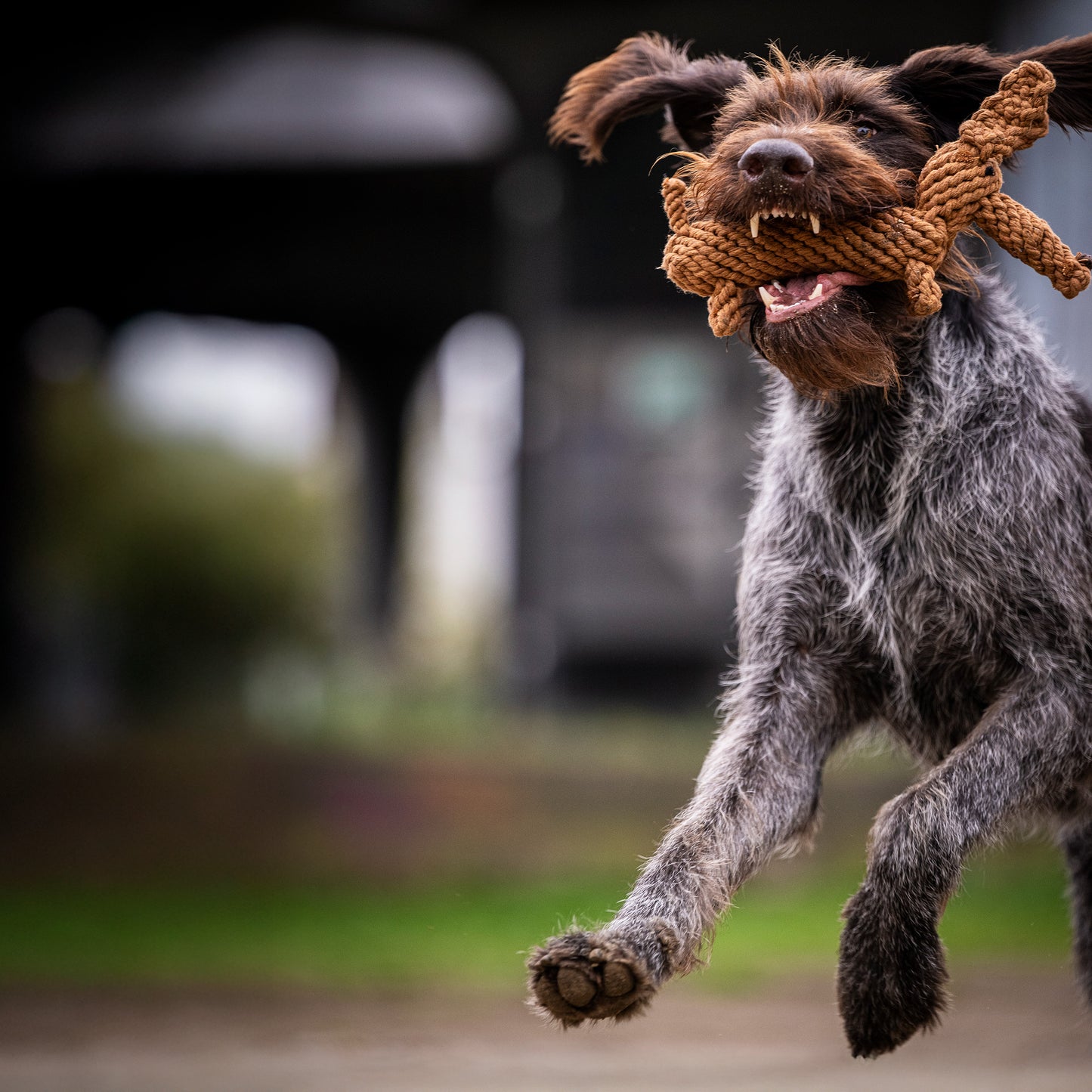 Diego the Dachshund - Award-Winning 100% Cotton Rope Dental Toy