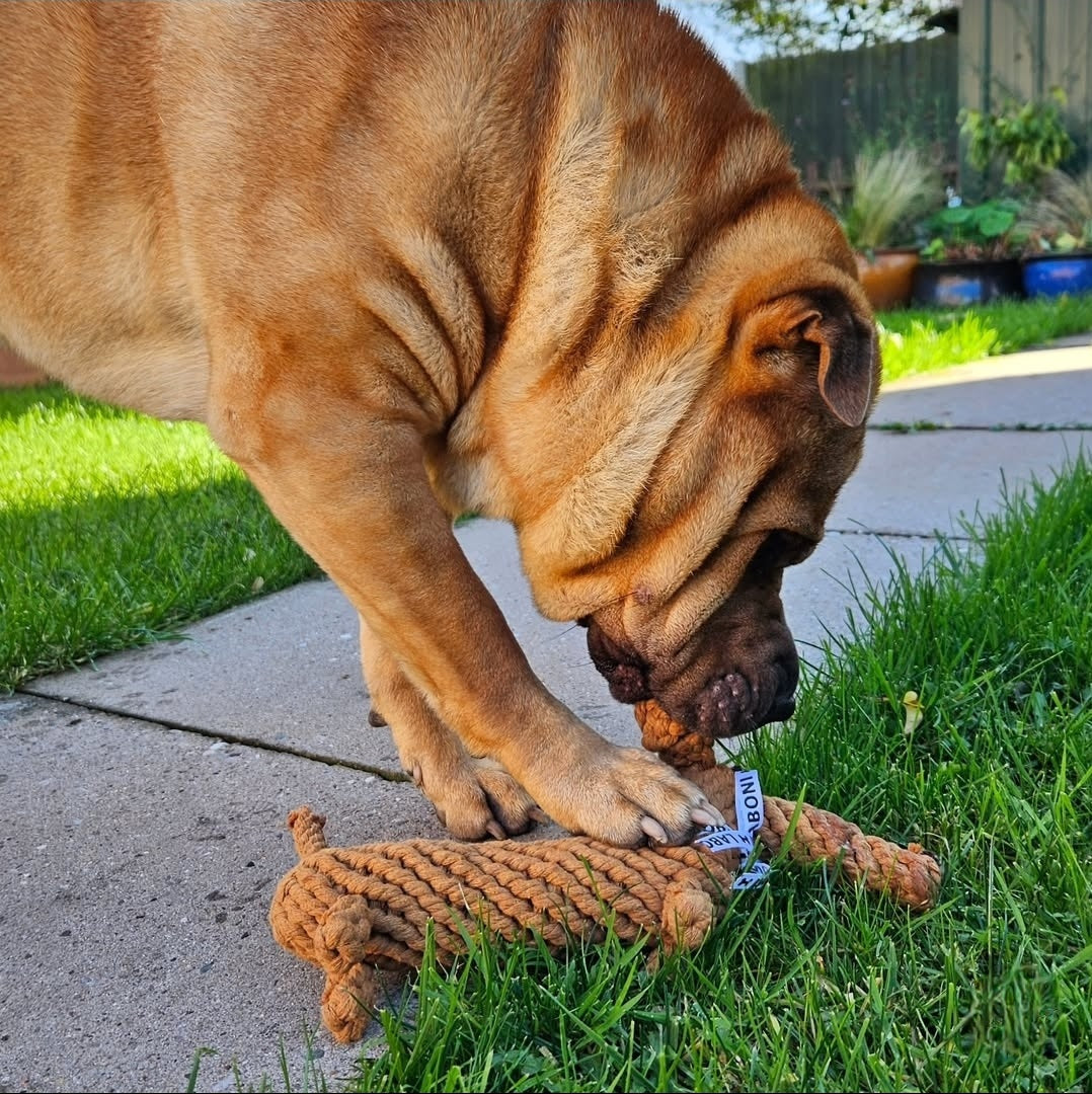 Diego the Dachshund - Award-Winning 100% Cotton Rope Toy
