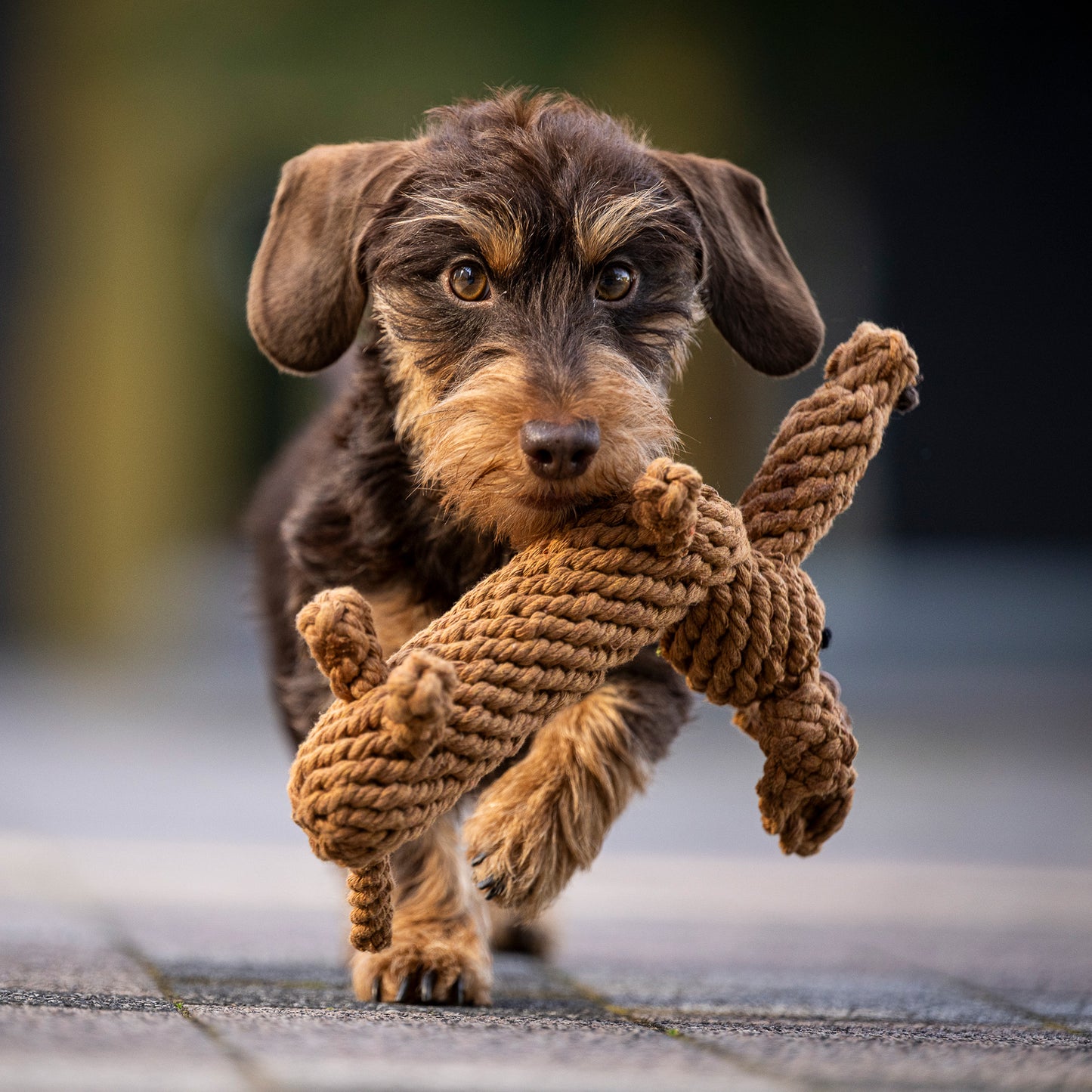 Diego the Dachshund - Award-Winning 100% Cotton Rope Dental Toy