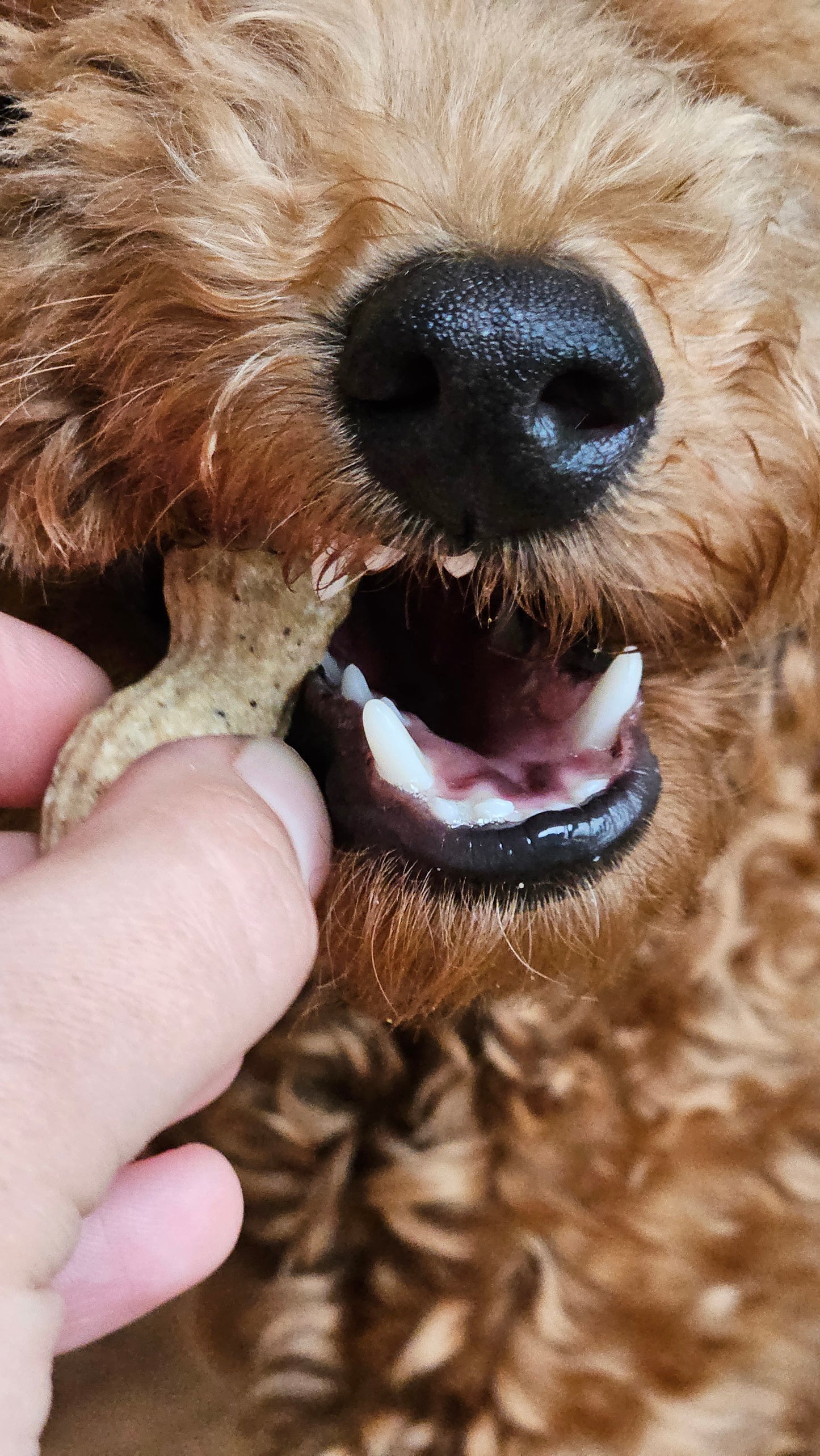 Pup Peanuts - Dog Treats (100g)