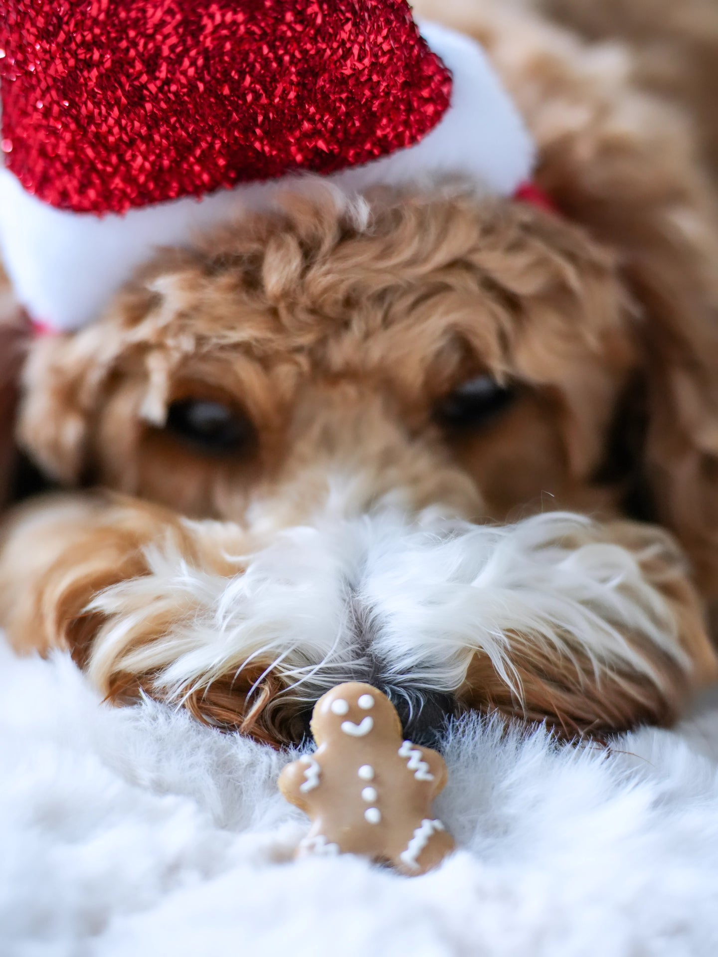 Mini Gingerbread Man - Dog Treats (65g) | (Jar Not Included)