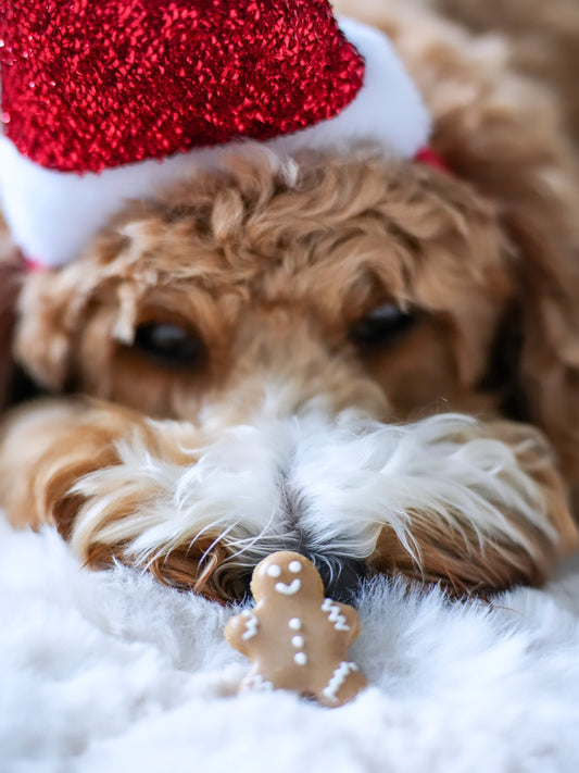 Mini Gingerbread Man - Dog Treats (65g) | (Jar Not Included)