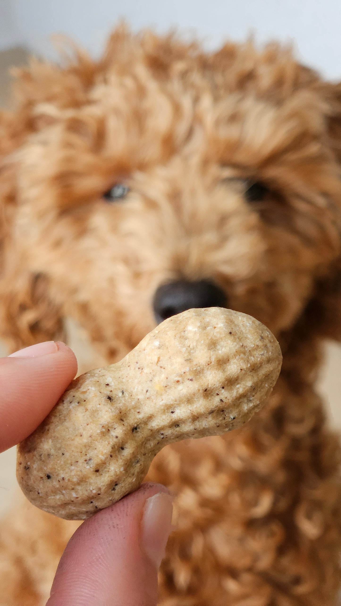 Pup Peanuts - Dog Treats (100g)
