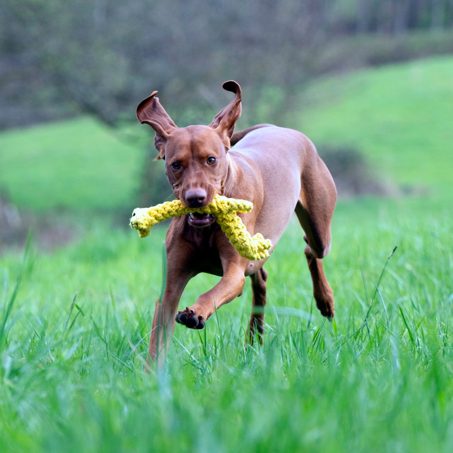 Greta the Giraffe - Award-Winning 100% Cotton Rope Dental Toy