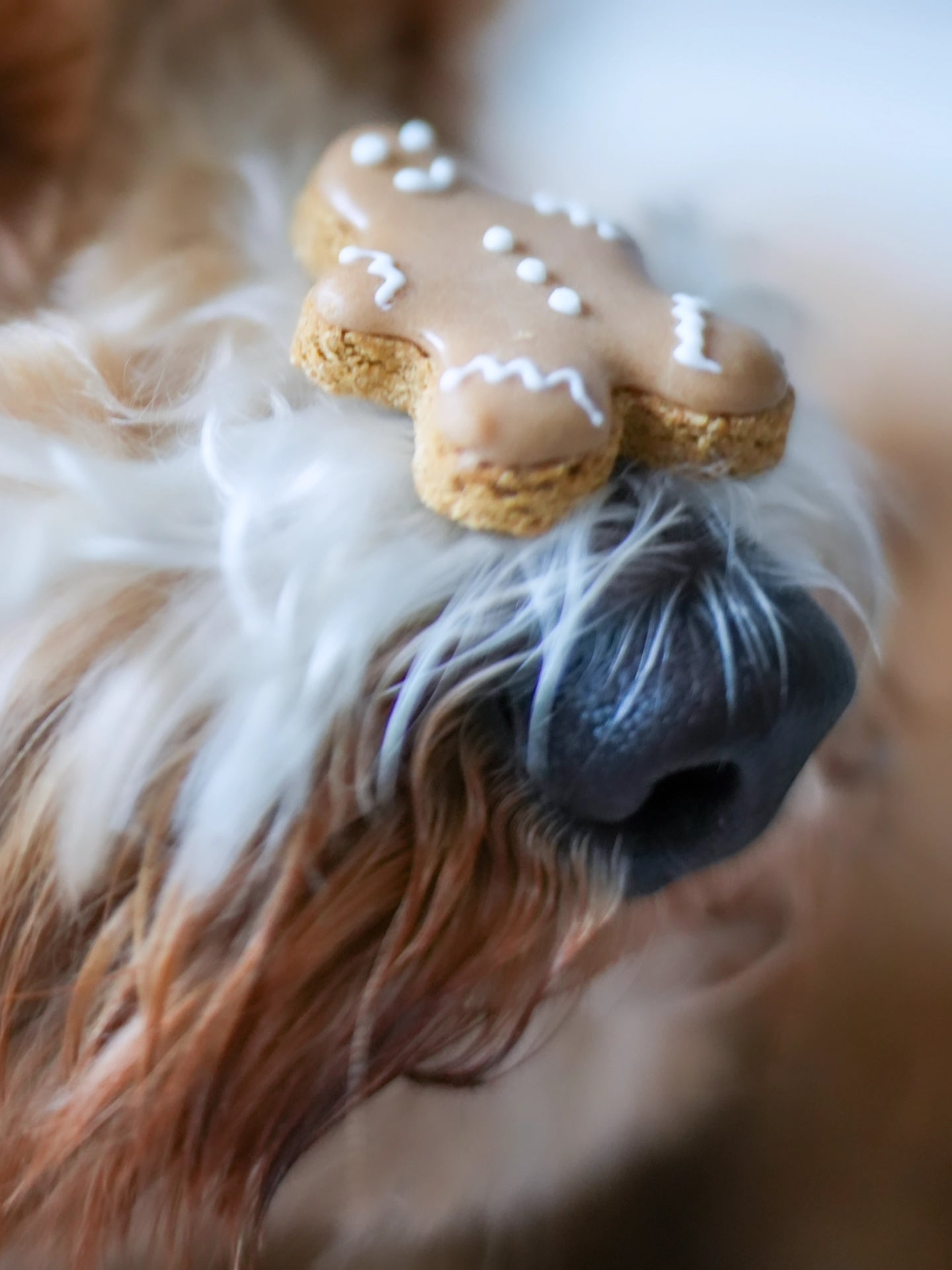 Mini Gingerbread Man - Dog Treats (65g) | (Jar Not Included)