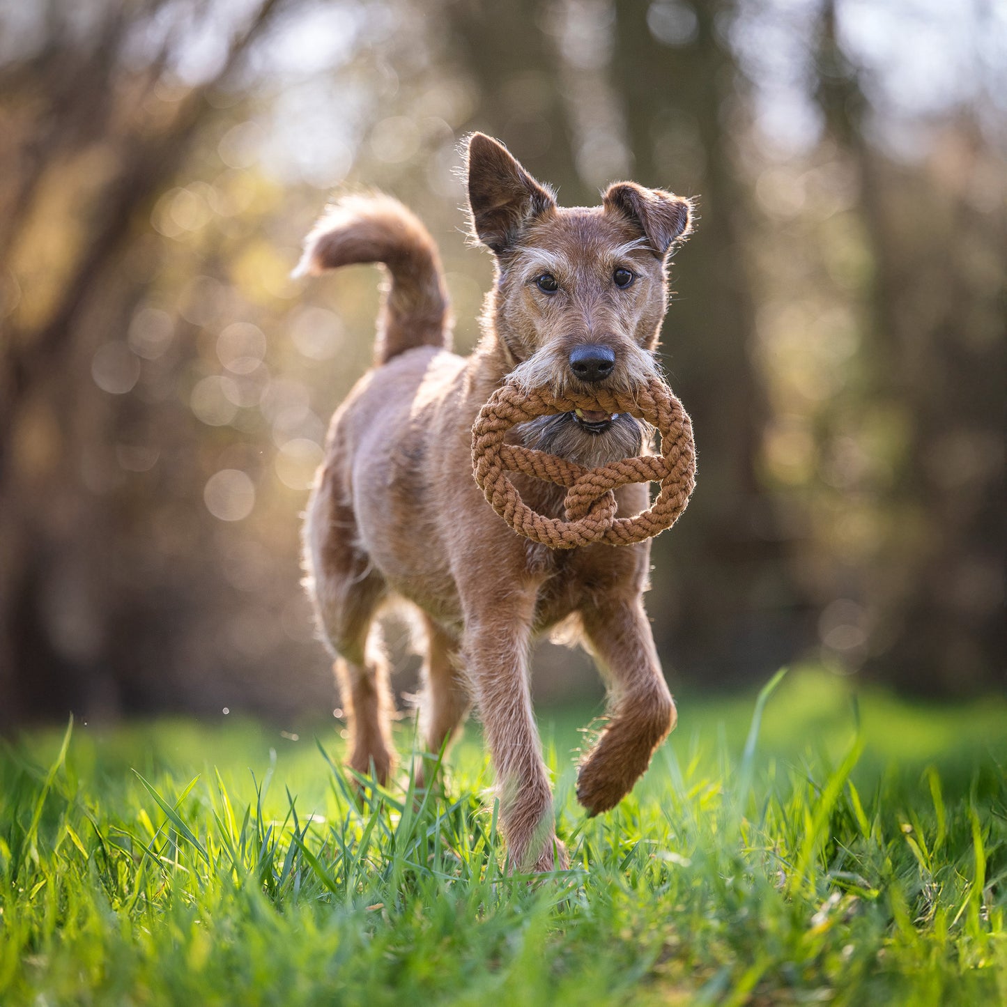 Pretzel - Award-Winning 100% Cotton Rope Dental Toy